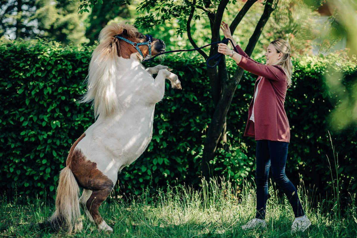 Pferd